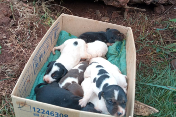 ANIMAIS
