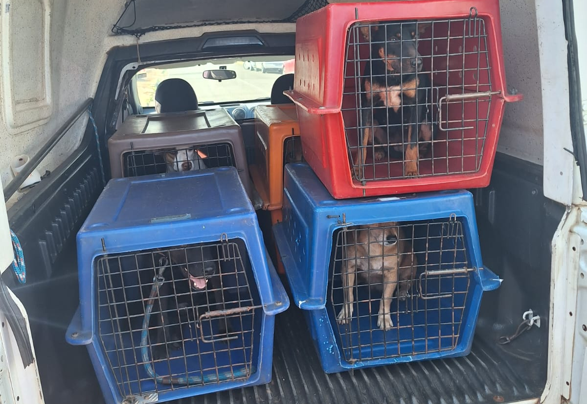 Sabáudia coloca em prática castração de animais de rua